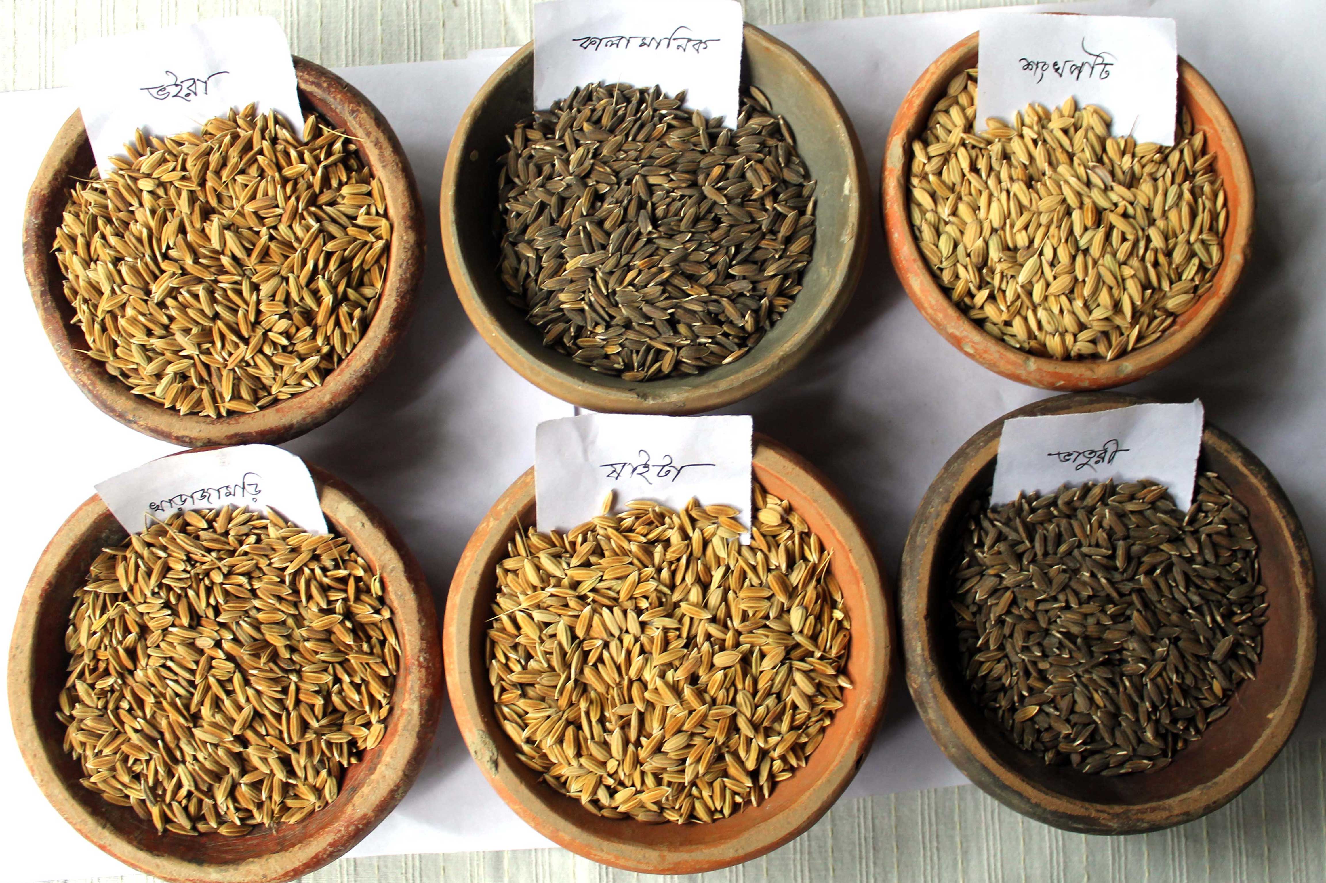 High Yielding Varieties Of Paddy In Odisha